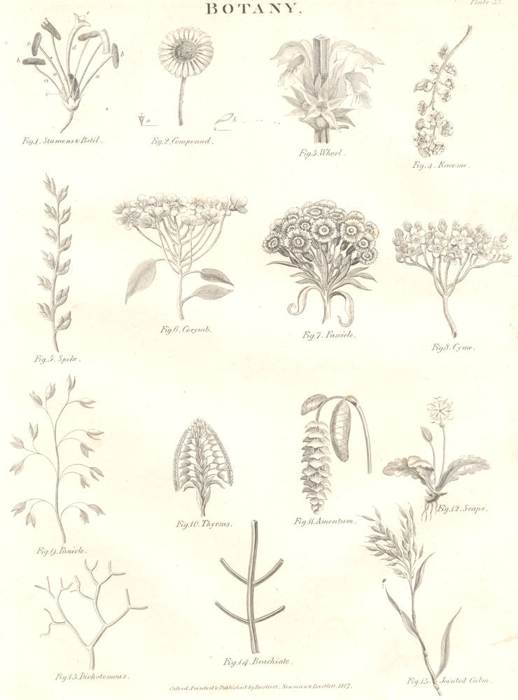 BOTANY. Flower parts & shapes. Stamens Pistil Whorl Raceme Spike Corymb 1830